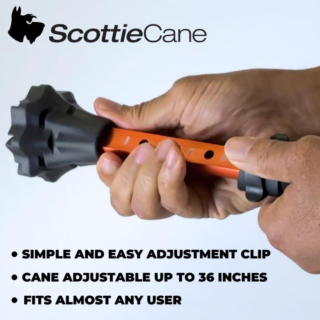 Scottie Cane